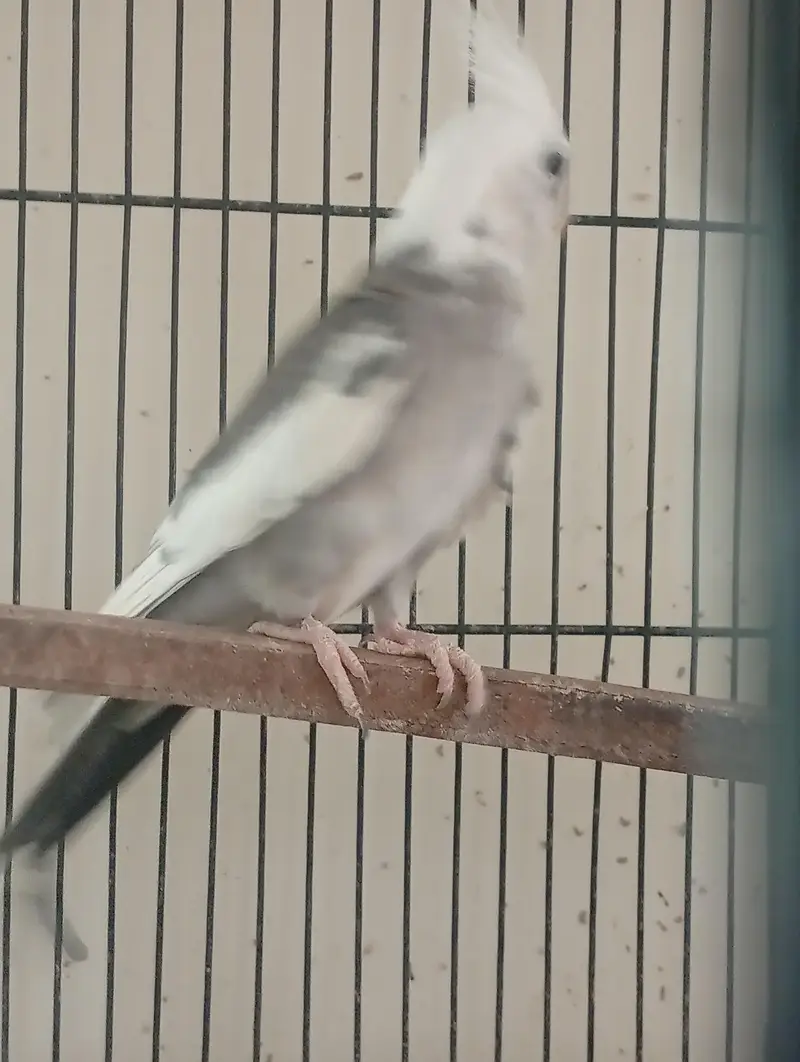 Eno V Pied Breeder Male — photo 2