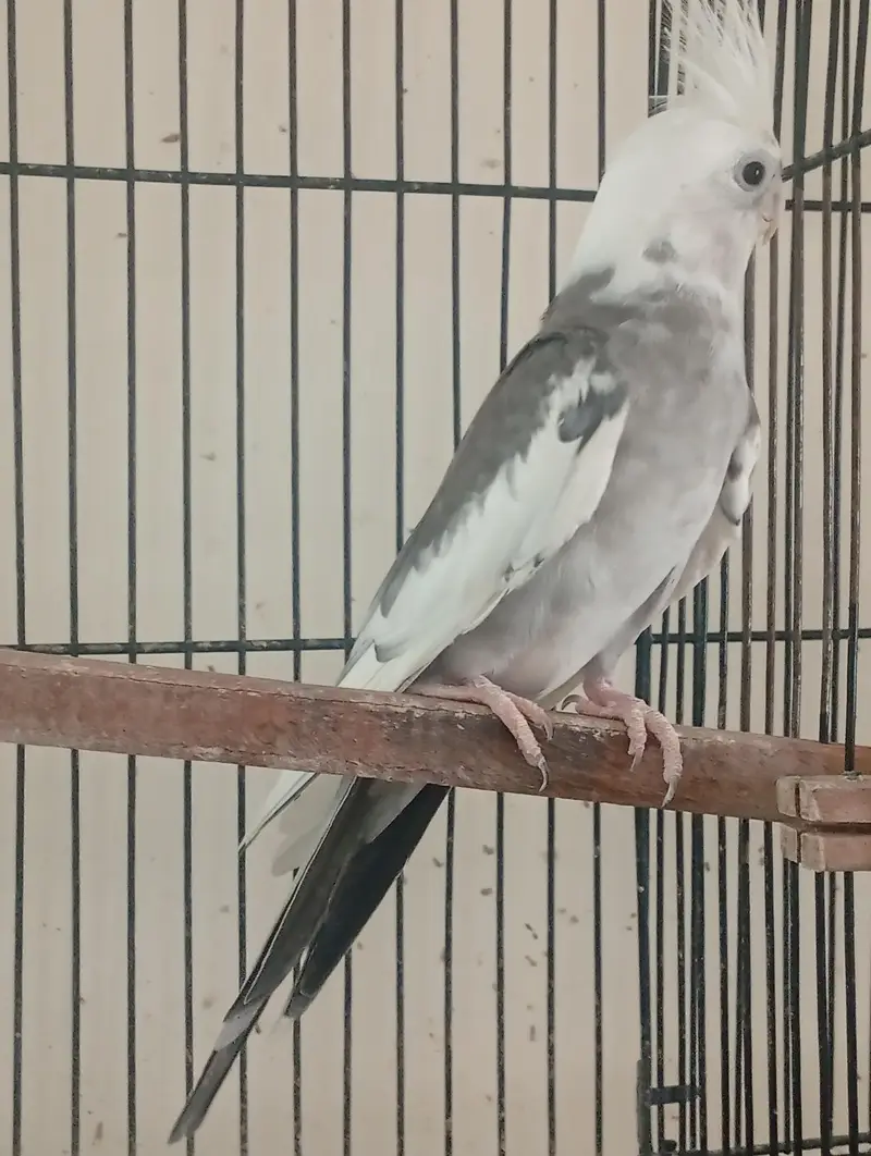 Eno V Pied Breeder Male — photo 3