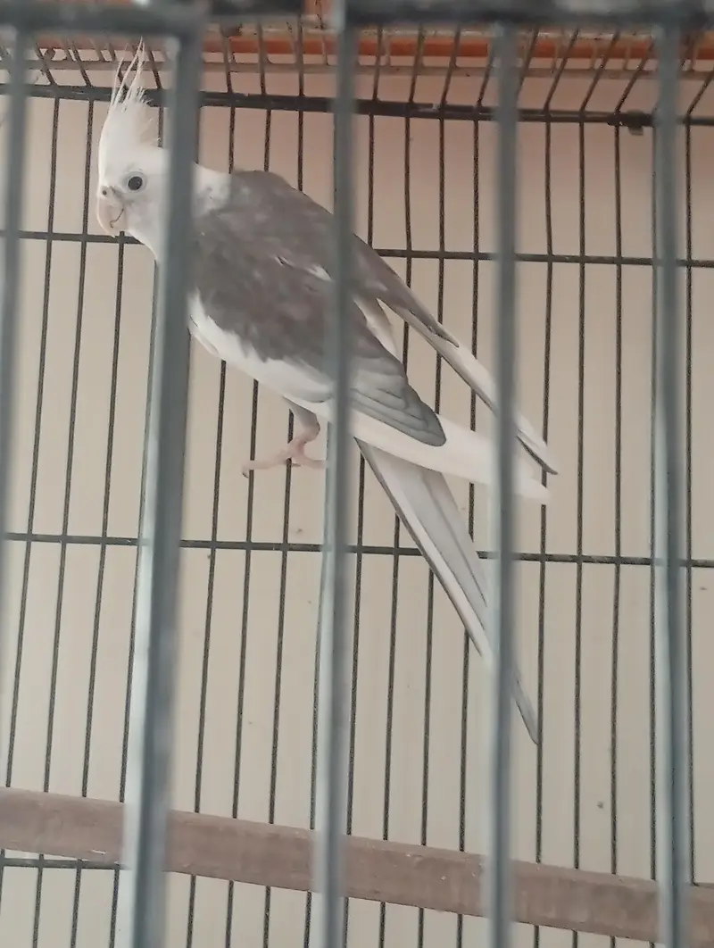 Eno V Pied Breeder Male — photo 4