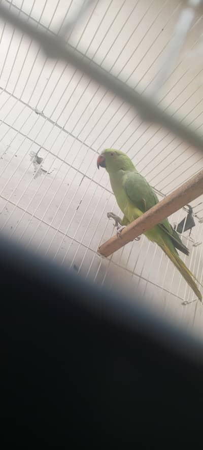 urgent sale ringneck parrot