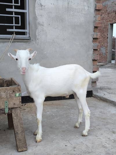 Russian Tedda or Makhi cheeni