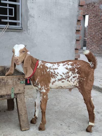Russian Tedda or Makhi cheeni