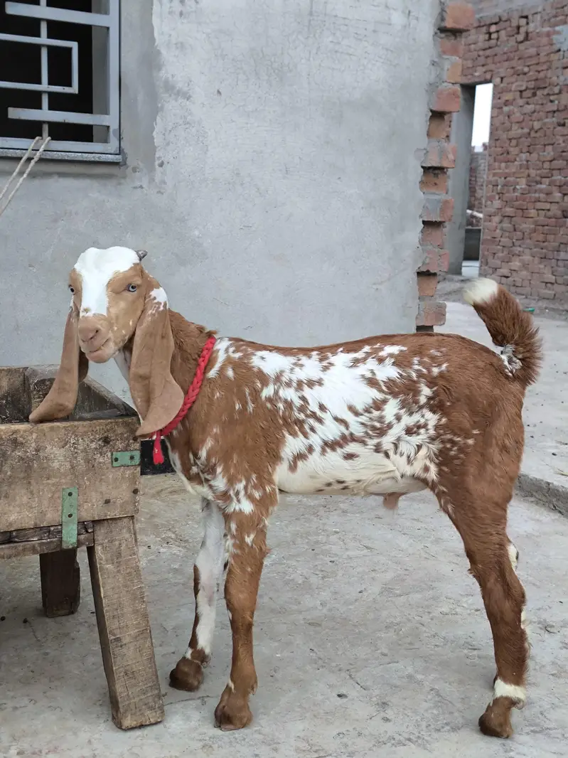 Russian Tedda or Makhi cheeni — photo 2