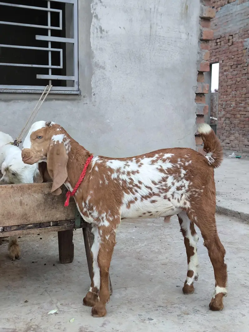 Russian Tedda or Makhi cheeni — photo 4