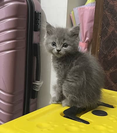 Grey Persian kitten
