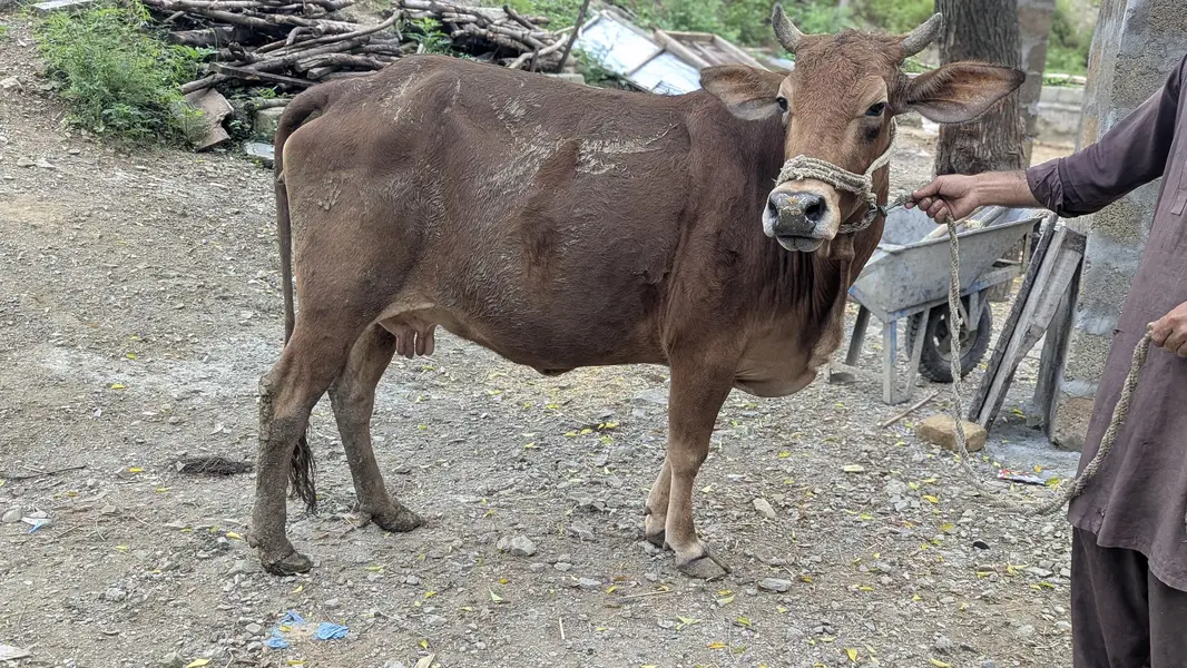 jerssy cross me he cow — photo 2