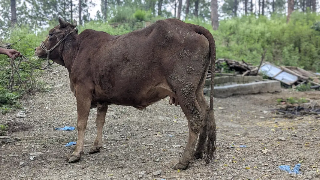 jerssy cross me he cow — photo 3