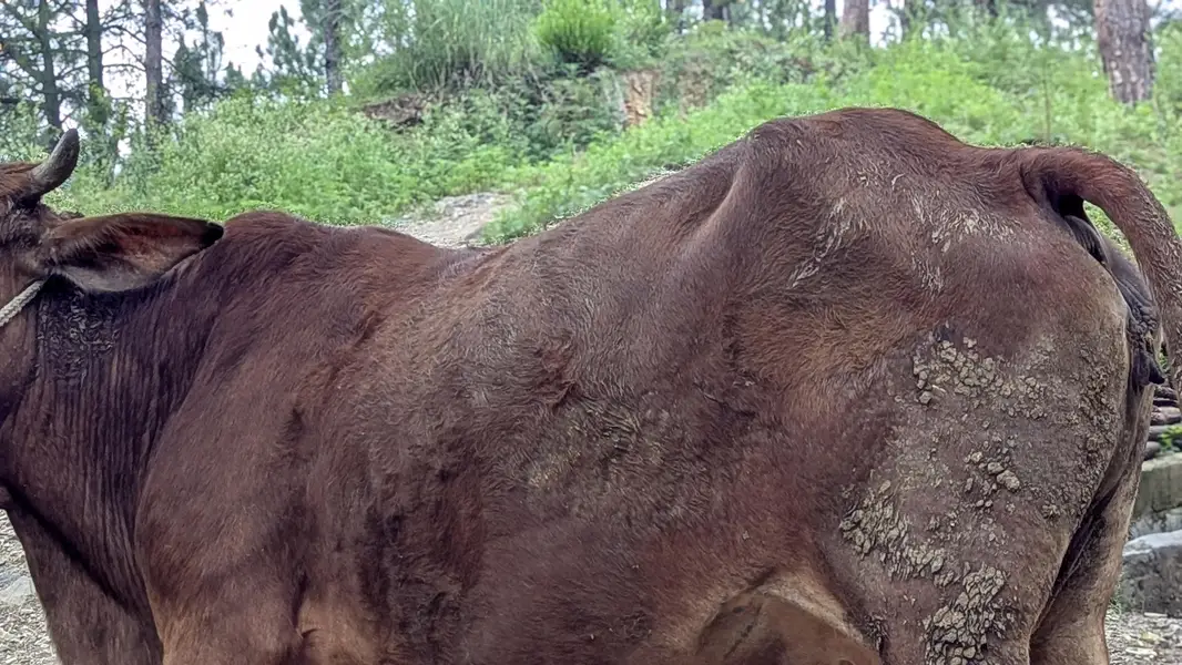 jerssy cross me he cow — photo 4