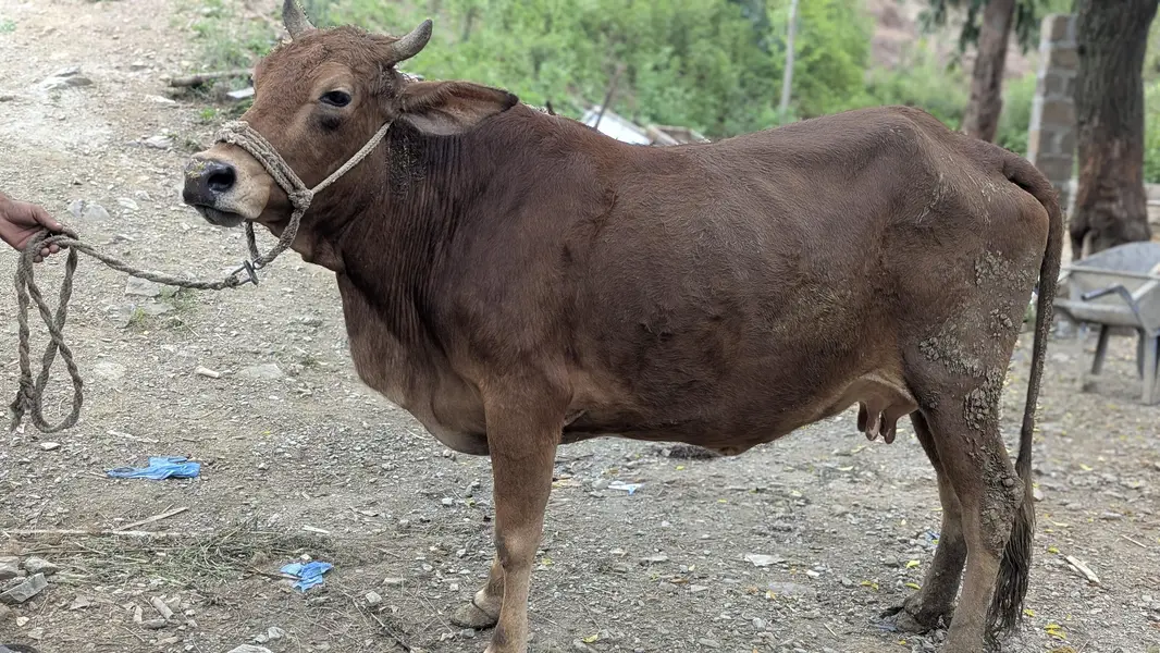 jerssy cross me he cow — photo 5