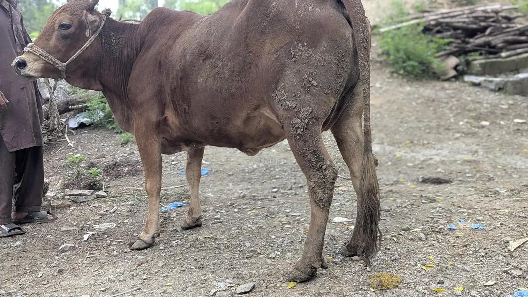 jerssy cross me he cow — photo 6