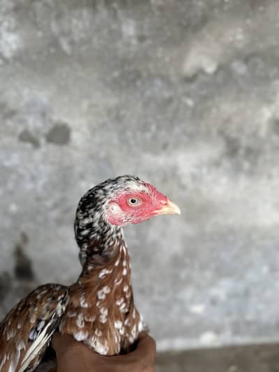 Pure aseel female and male 03207200915 wattap number