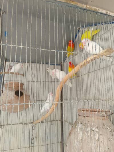 fishar birds