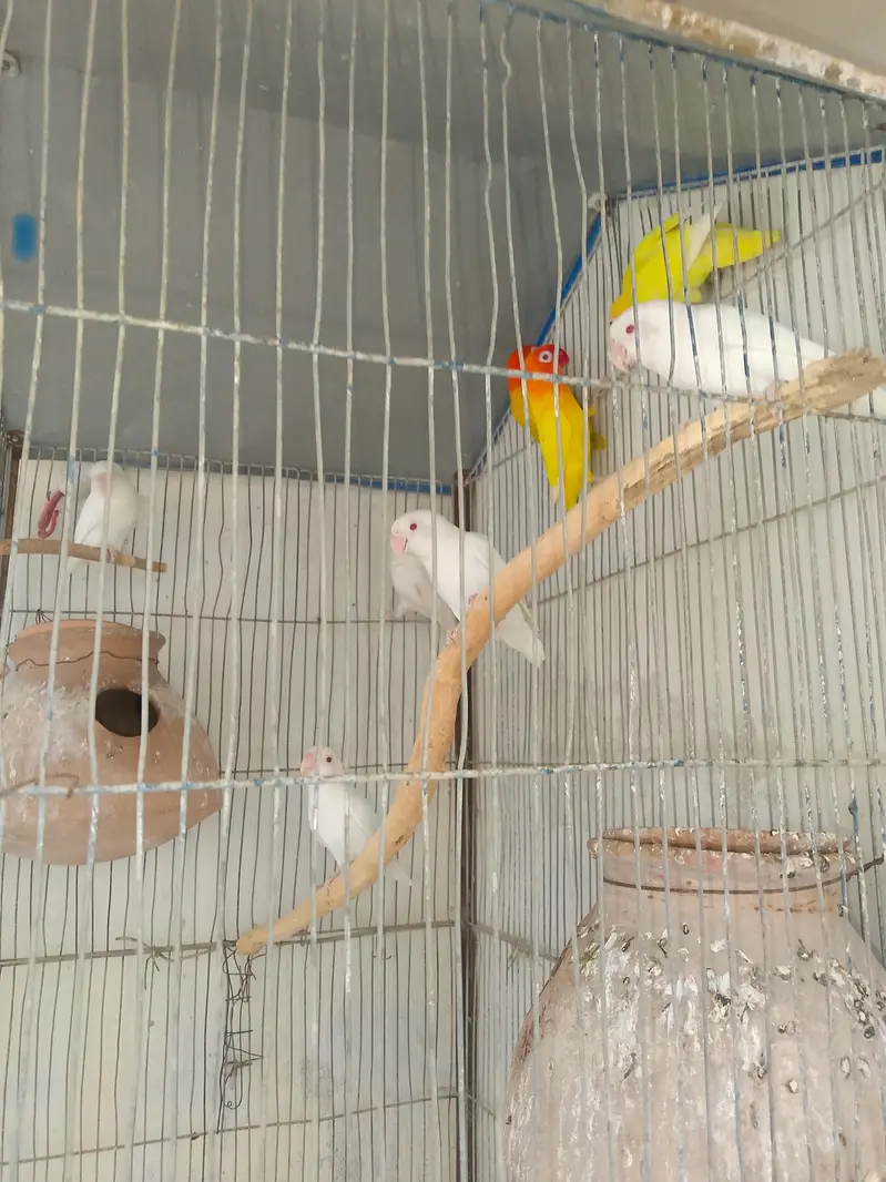 fishar birds — photo 3