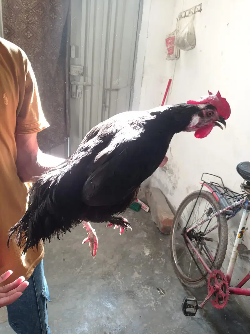 Golden Misri & Aseel Sindhi — photo 4