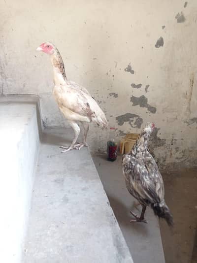 Aseel Sindhi