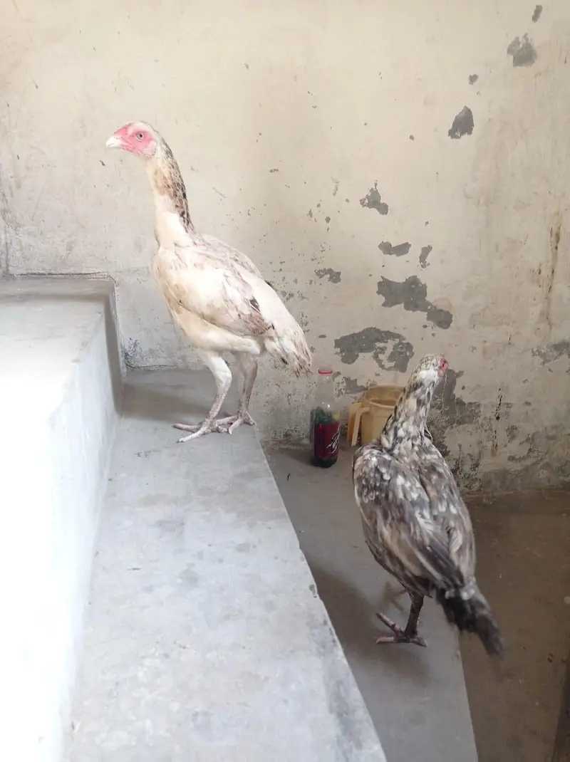 Golden Misri & Aseel Sindhi — photo 5