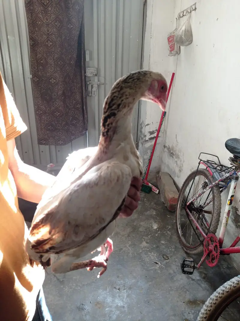 Golden Misri & Aseel Sindhi — photo 7