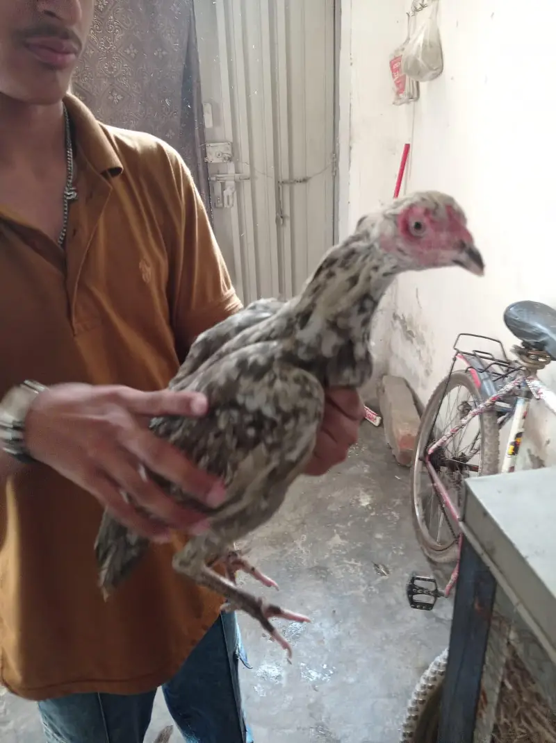 Golden Misri & Aseel Sindhi — photo 8