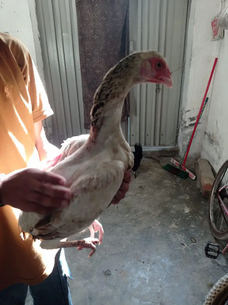 Golden Misri & Aseel Sindhi — photo 9