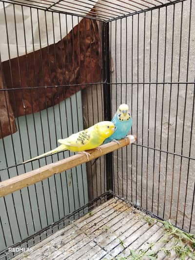 Bugis Breeder pair 100%