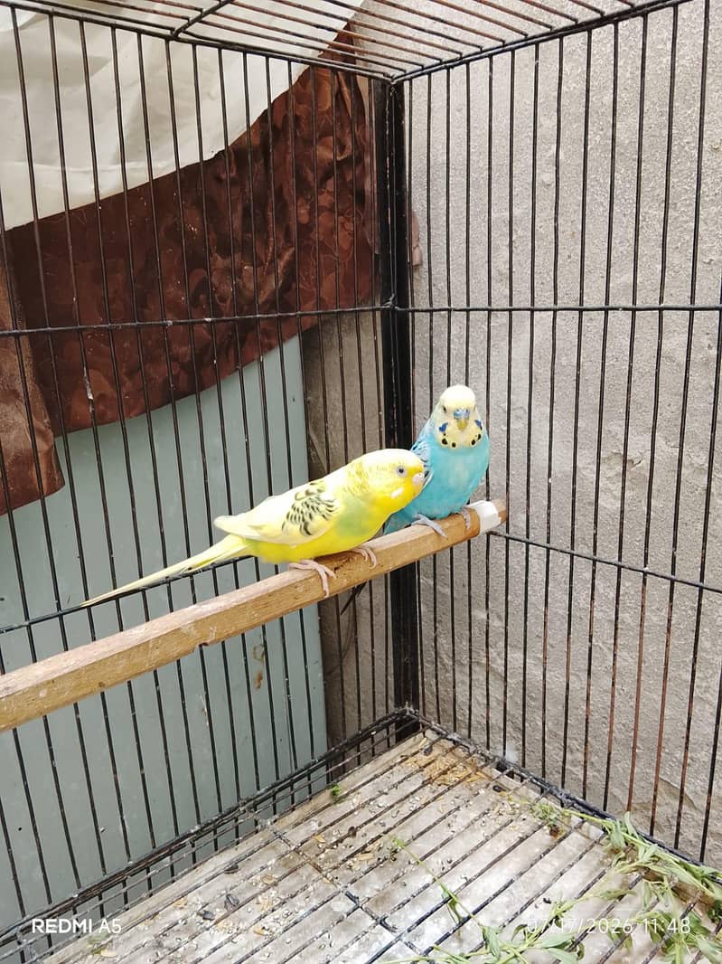 Bugis Breeder pair 100% 0