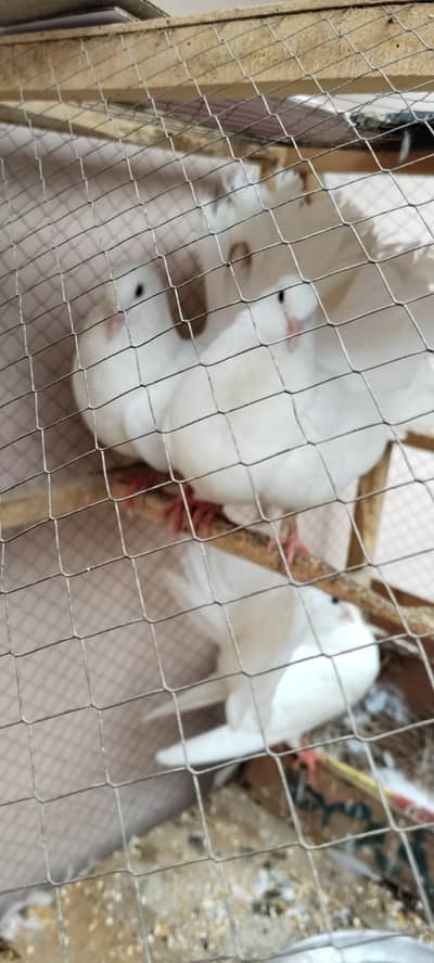 lucky peir . aik peir or aik male. total 3 pes urgent sale.