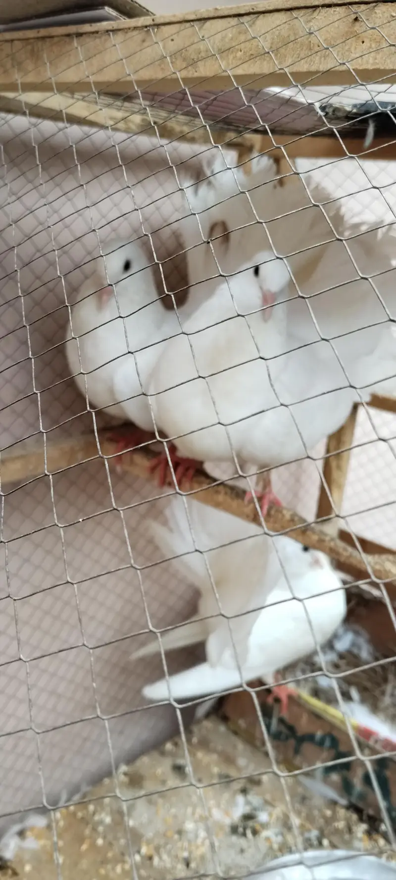 lucky peir . aik peir or aik male. total 3 pes urgent sale.
