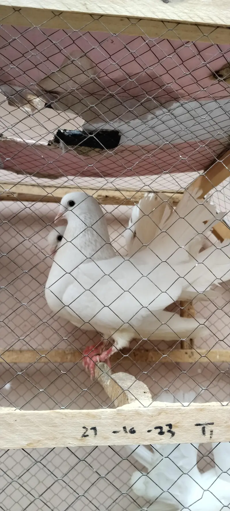 lucky peir . aik peir or aik male. total 3 pes urgent sale. — photo 2