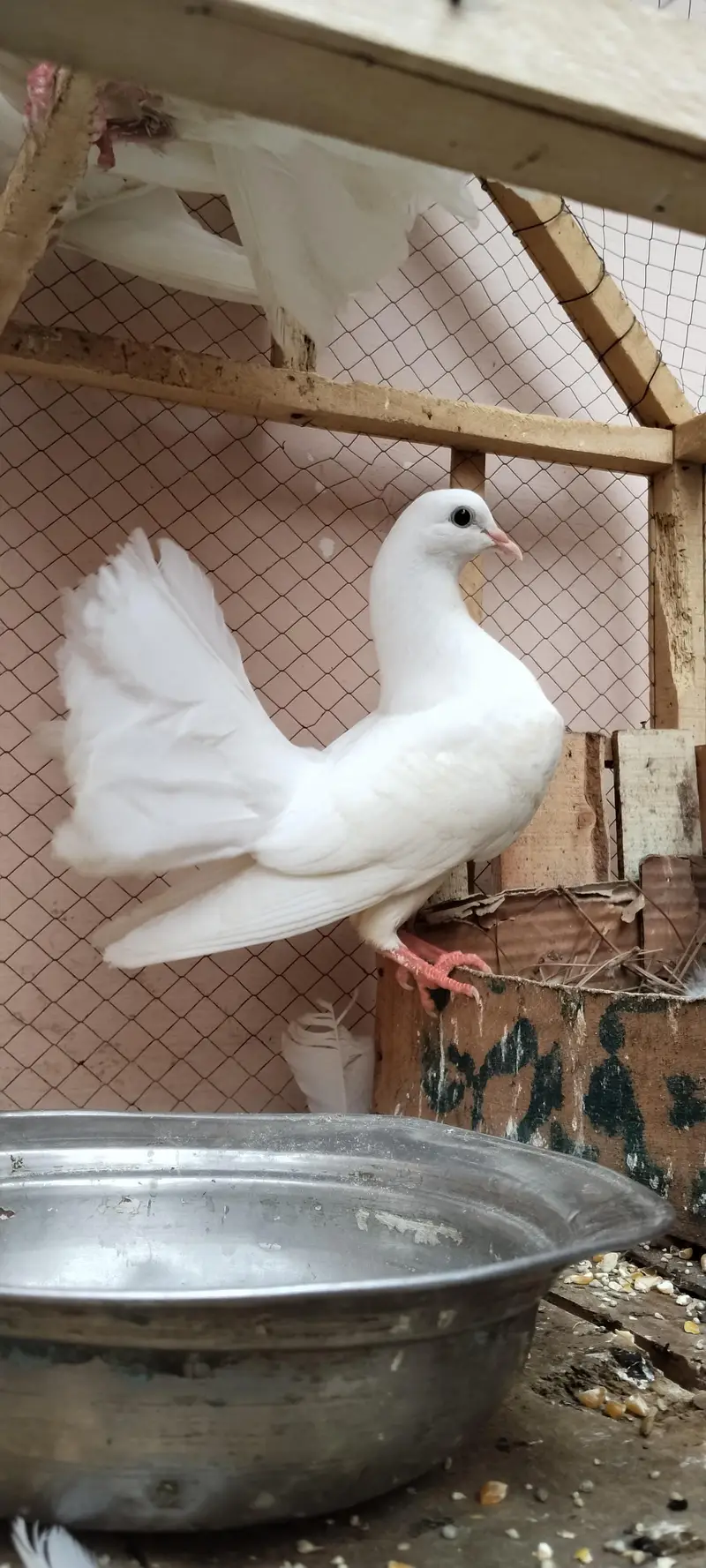 lucky peir . aik peir or aik male. total 3 pes urgent sale. — photo 3