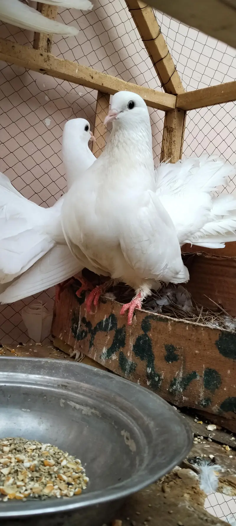 lucky peir . aik peir or aik male. total 3 pes urgent sale. — photo 4