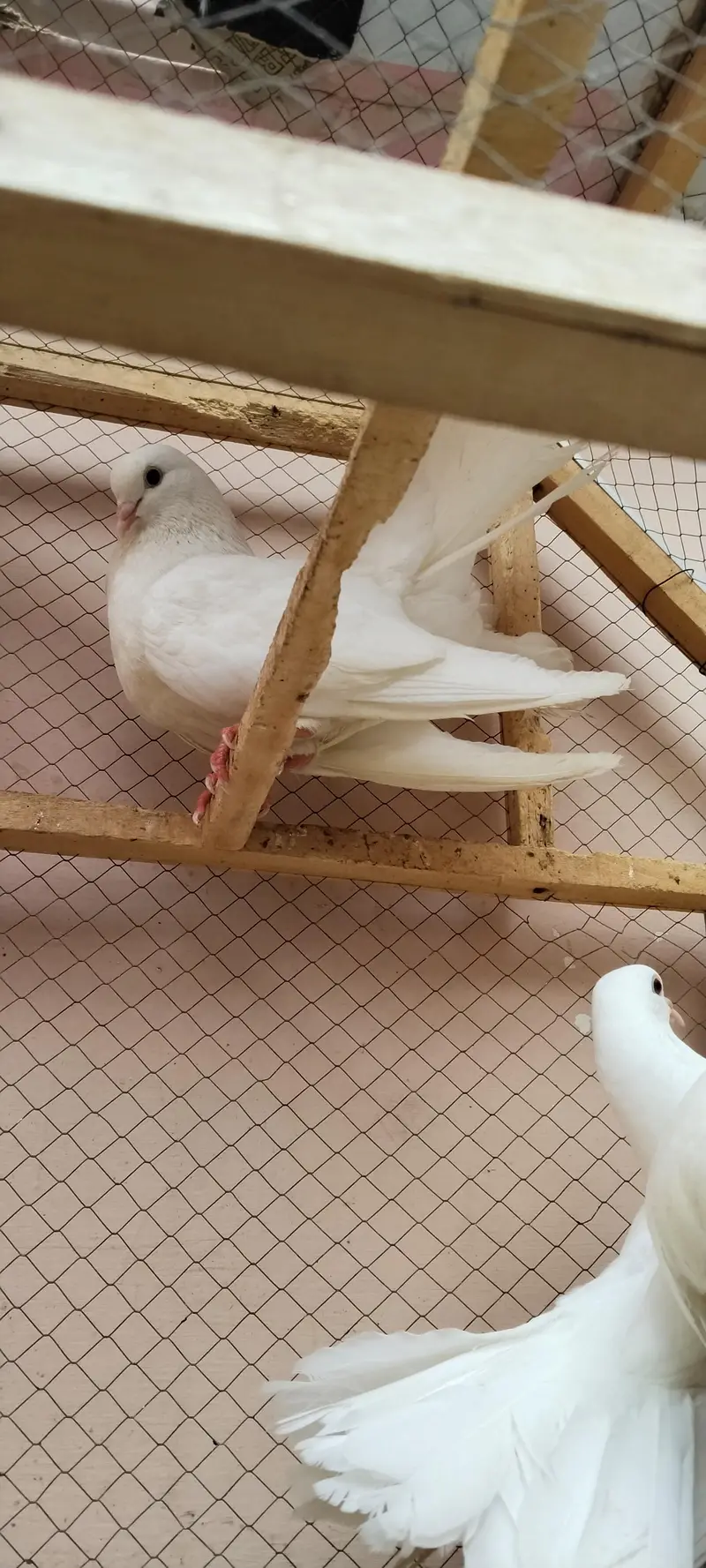 lucky peir . aik peir or aik male. total 3 pes urgent sale. — photo 5