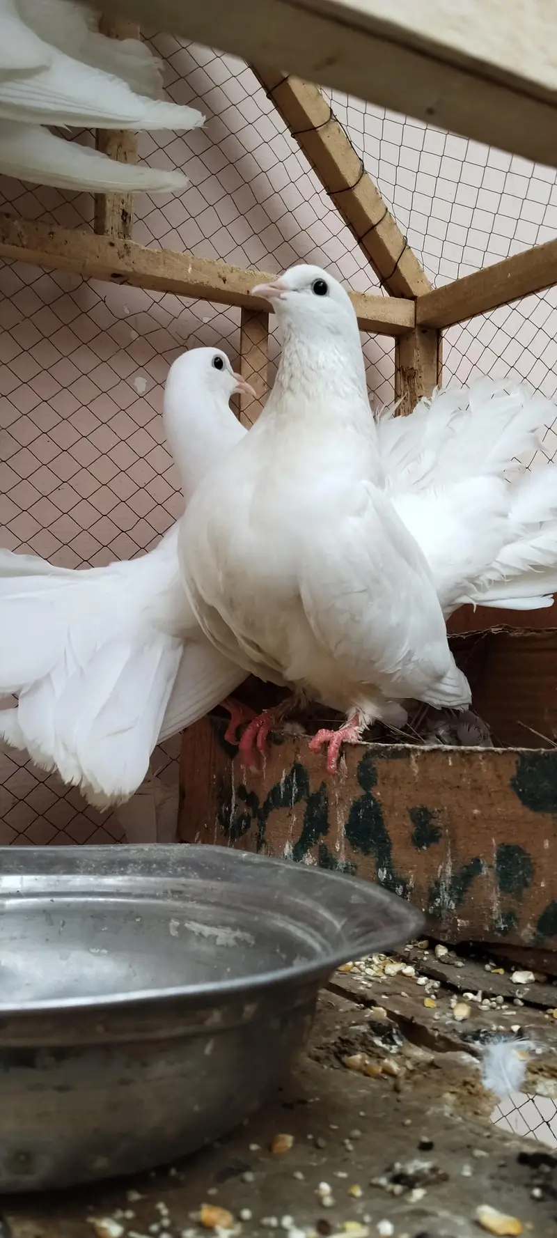 lucky peir . aik peir or aik male. total 3 pes urgent sale. — photo 6
