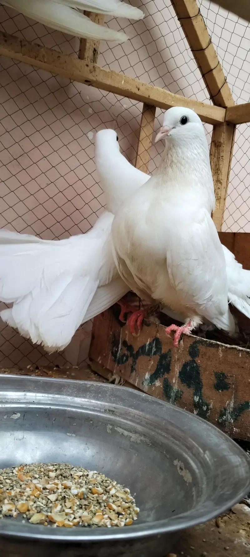 lucky peir . aik peir or aik male. total 3 pes urgent sale. — photo 7