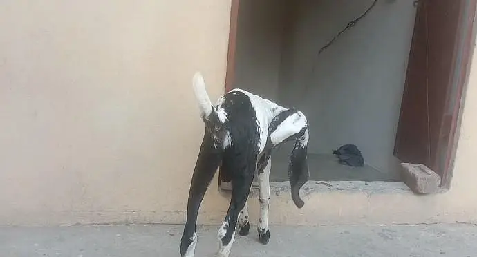 2 month ka male bacha or sath bkri . — photo 3