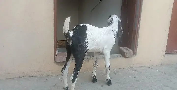 2 month ka male bacha or sath bkri . — photo 4