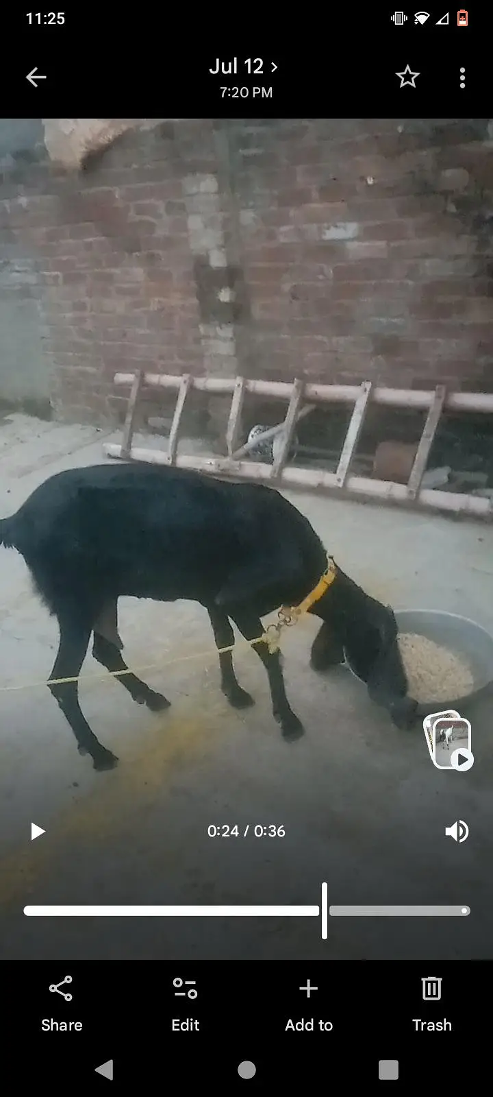 2 month ka male bacha or sath bkri . — photo 5