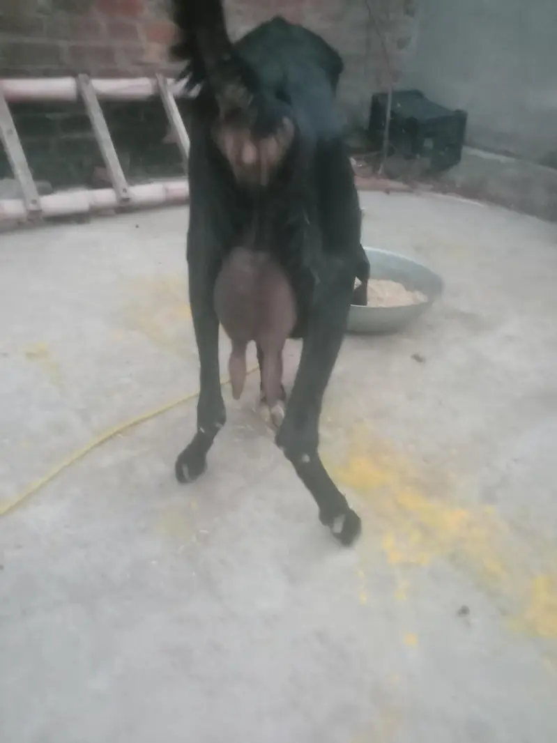 2 month ka male bacha or sath bkri . — photo 7