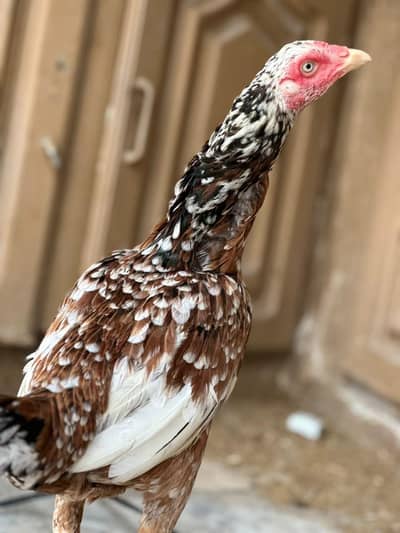pure aseel female and male