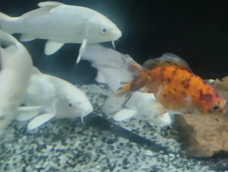 Goldfishs for sale — photo 2
