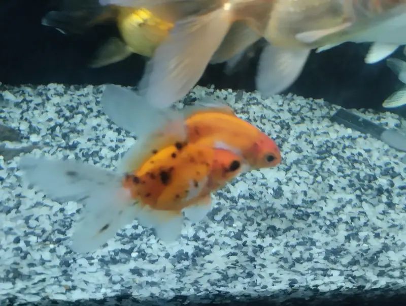 Goldfishs for sale — photo 3