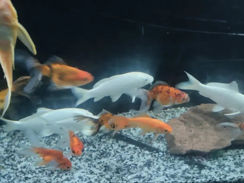 Goldfishs for sale — photo 4