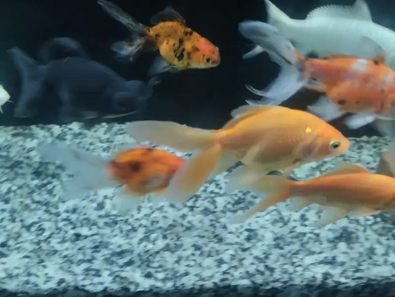 Goldfishs for sale — photo 5