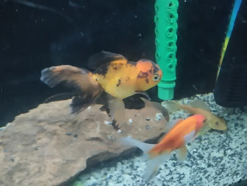 Goldfishs for sale — photo 6
