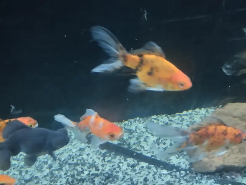 Goldfishs for sale — photo 7