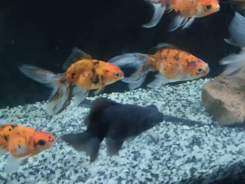Goldfishs for sale — photo 8
