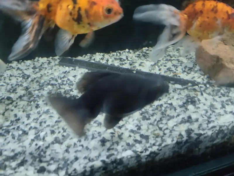 Goldfishs for sale — photo 9