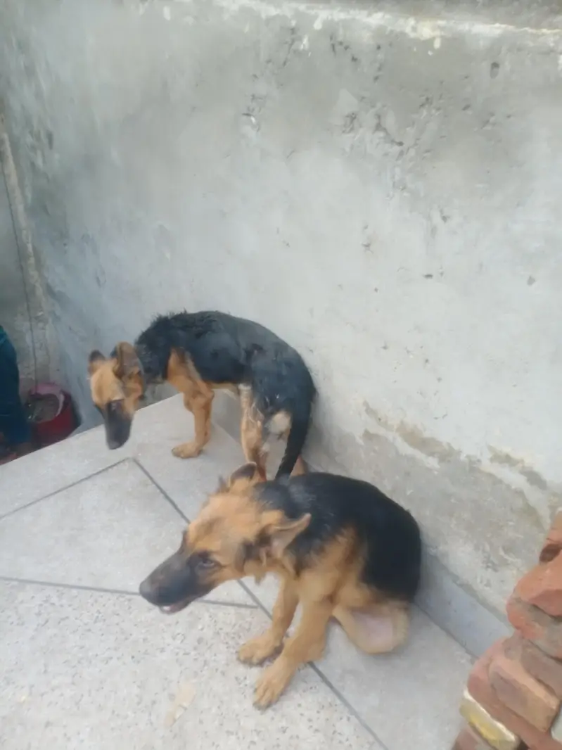 German shepherd pair 5 month age