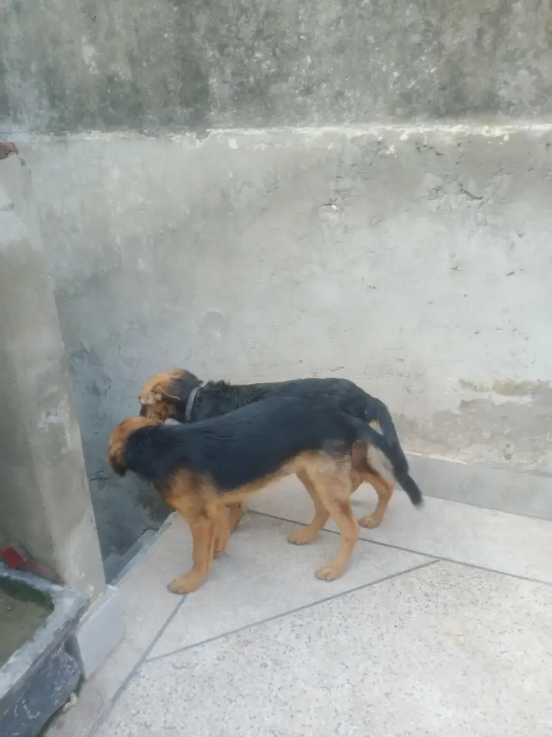 German shepherd pair 5 month age — photo 2