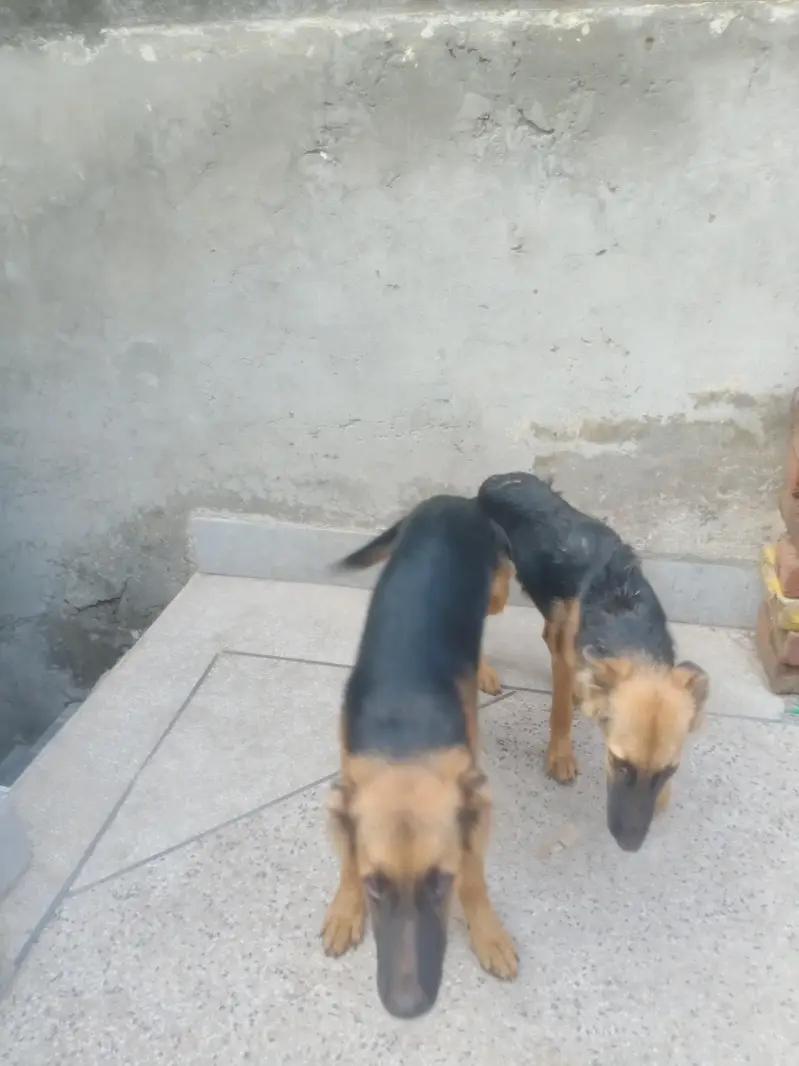 German shepherd pair 5 month age — photo 3