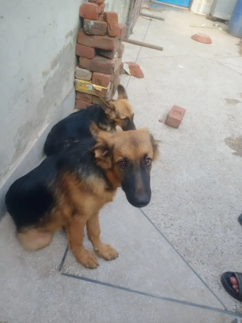 German shepherd pair 5 month age — photo 4